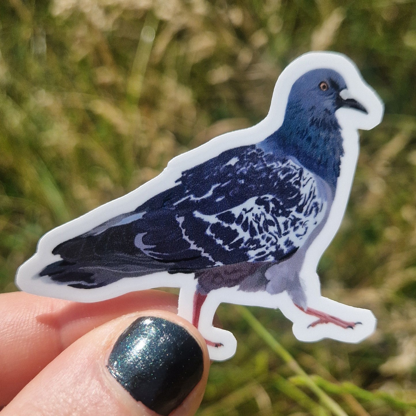 White hand with black nail polish holding a blue sassy pigeon vinyl sticker in front of a  green grassy background.