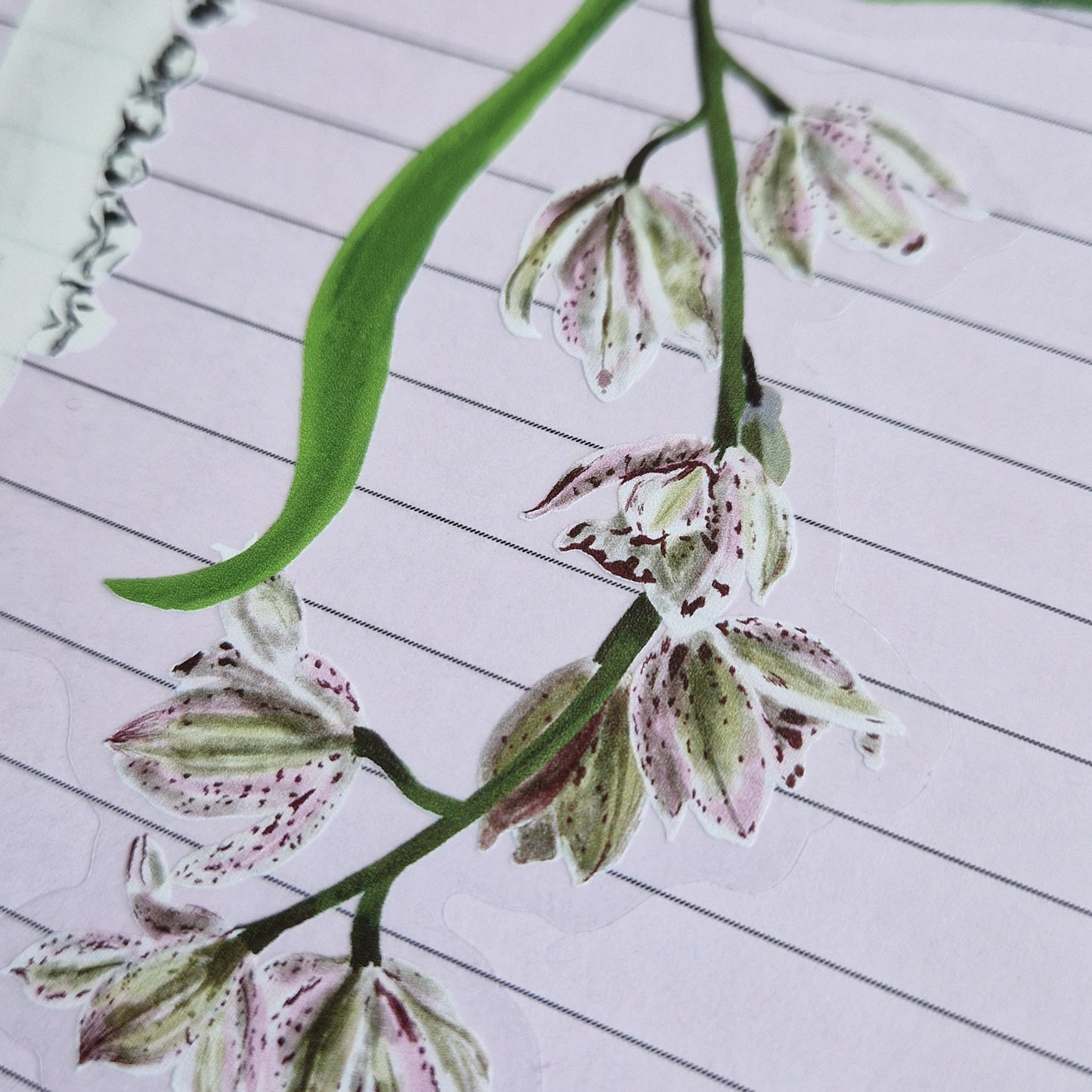 A close up of a sticker focusing on the white, green and red orchids with a deer jawbone visible in the background. The sticker has a transparent background and is on a lined lilac piece of paper.