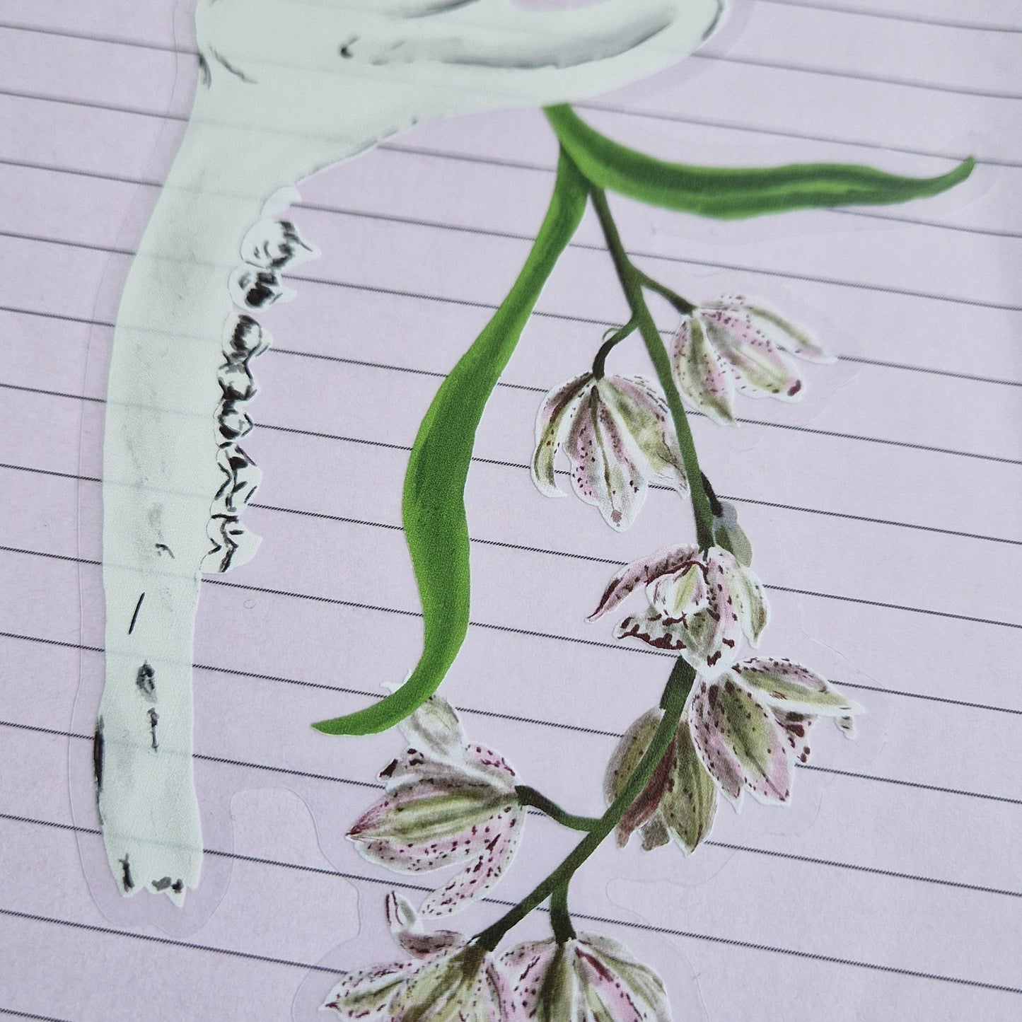 A close up view of the deer jawbone and orchids sticker showing the detail in the illustration and the transparent sticker background. The sticker is stuck to a lilac lines piece of paper. 