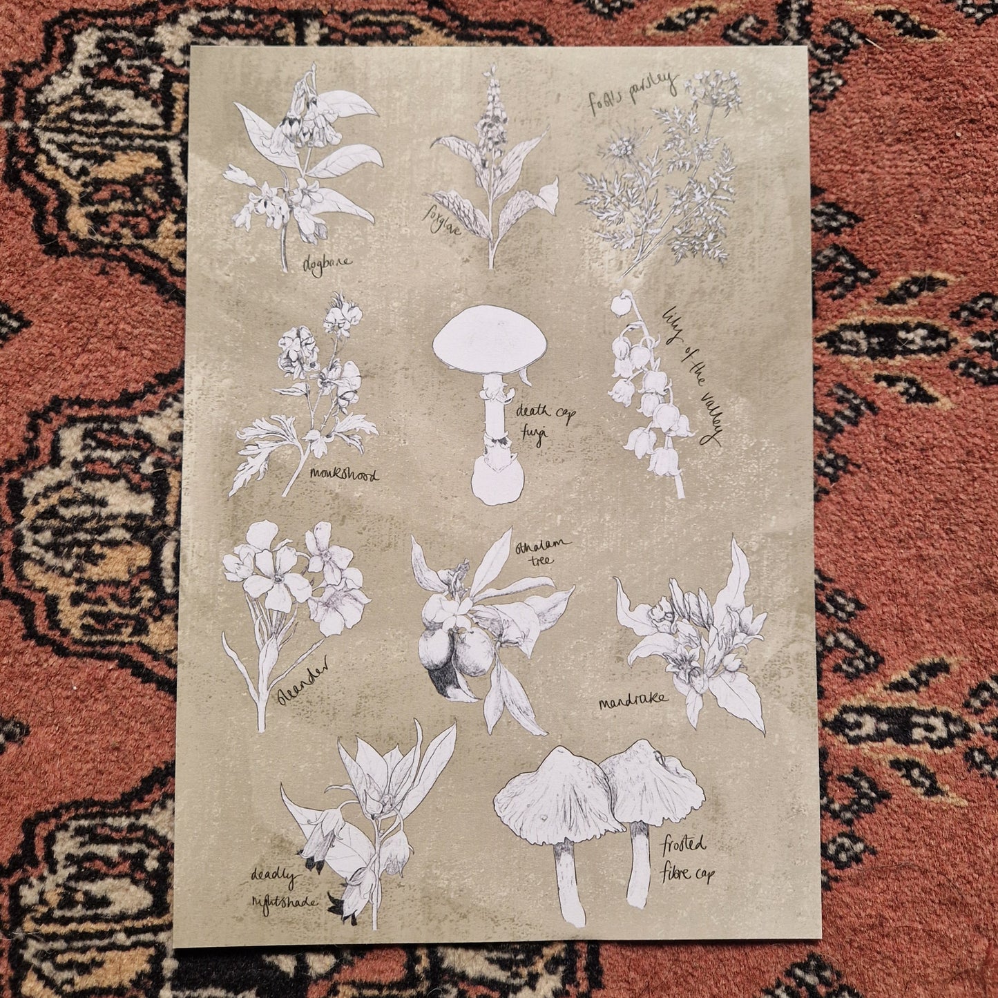 A beige backgrounded print with white and black botanical illustration of poisonous plants and fungi. Behind the print is a red patterned fabric background.