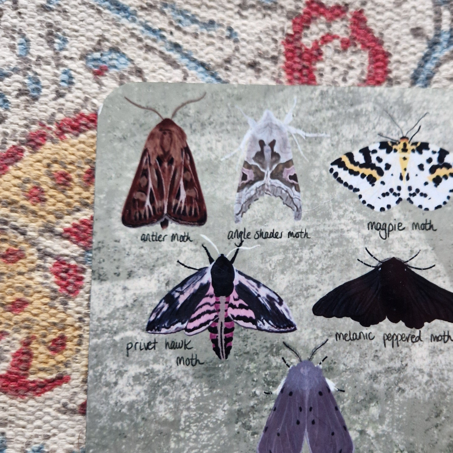British Moths Square Drinks Coaster